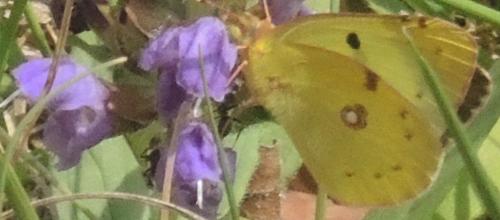 Colias sp.
